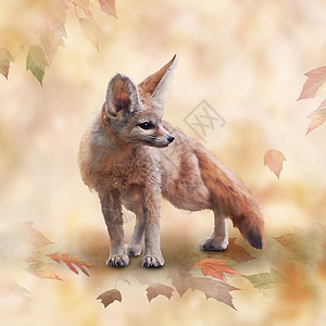 芬尼克狐狸水彩插图秋季背景图片