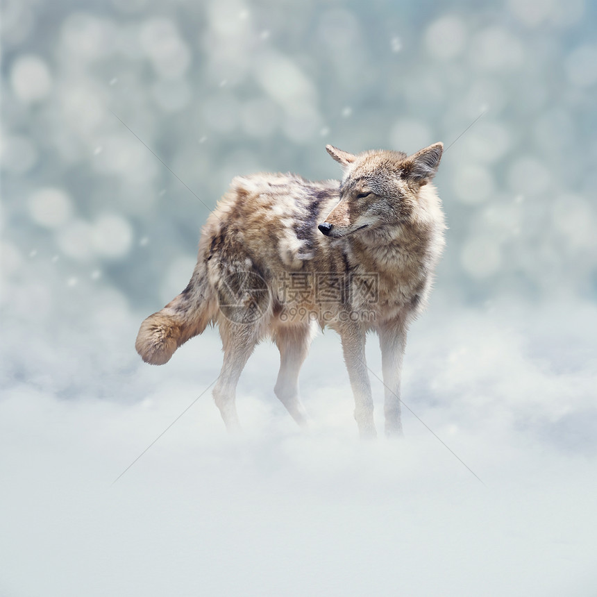 年轻的郊狼冬天的雪中行走图片