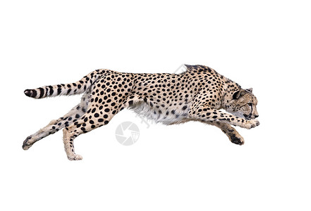 运行猎豹的图像,隔离白色背景上图片