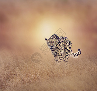 日落时分,年轻的猎豹草原上行走图片