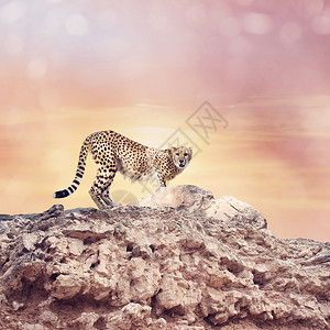 日落时,年轻的猎豹站岩石的顶部图片