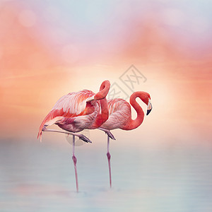 日落时水里有两只粉红色的火烈鸟图片