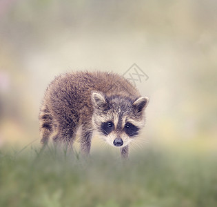 可爱的小浣熊草地上散步背景图片