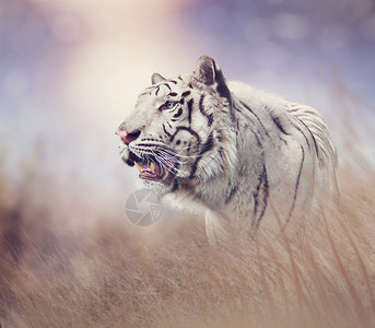 日落时草原上的白虎背景图片