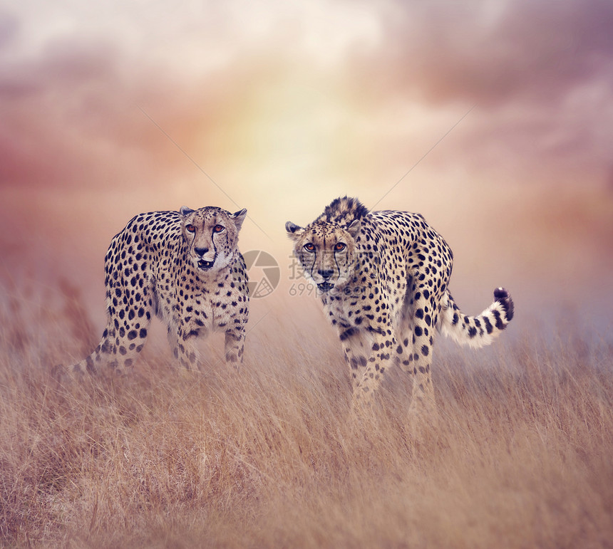 日落时,两只猎豹草原上行走图片
