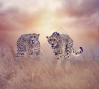 日落时,两只猎豹草原上行走图片