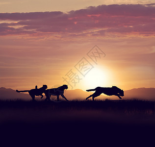 日落时草原上猎豹的剪影图片
