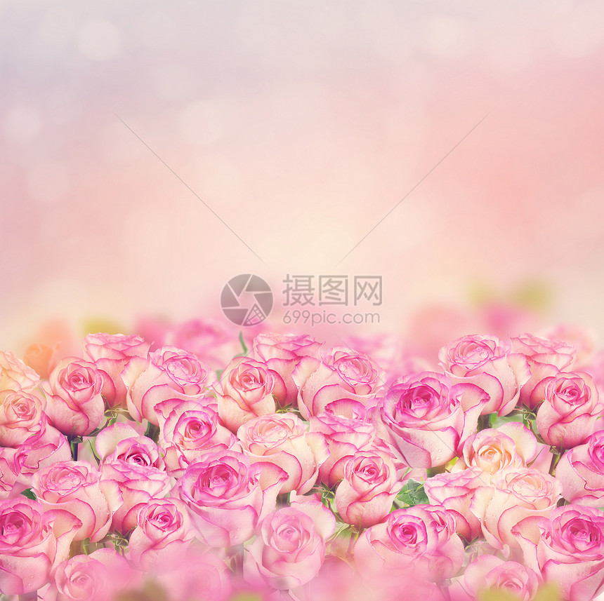 美丽的粉红色玫瑰盛开为背景图片