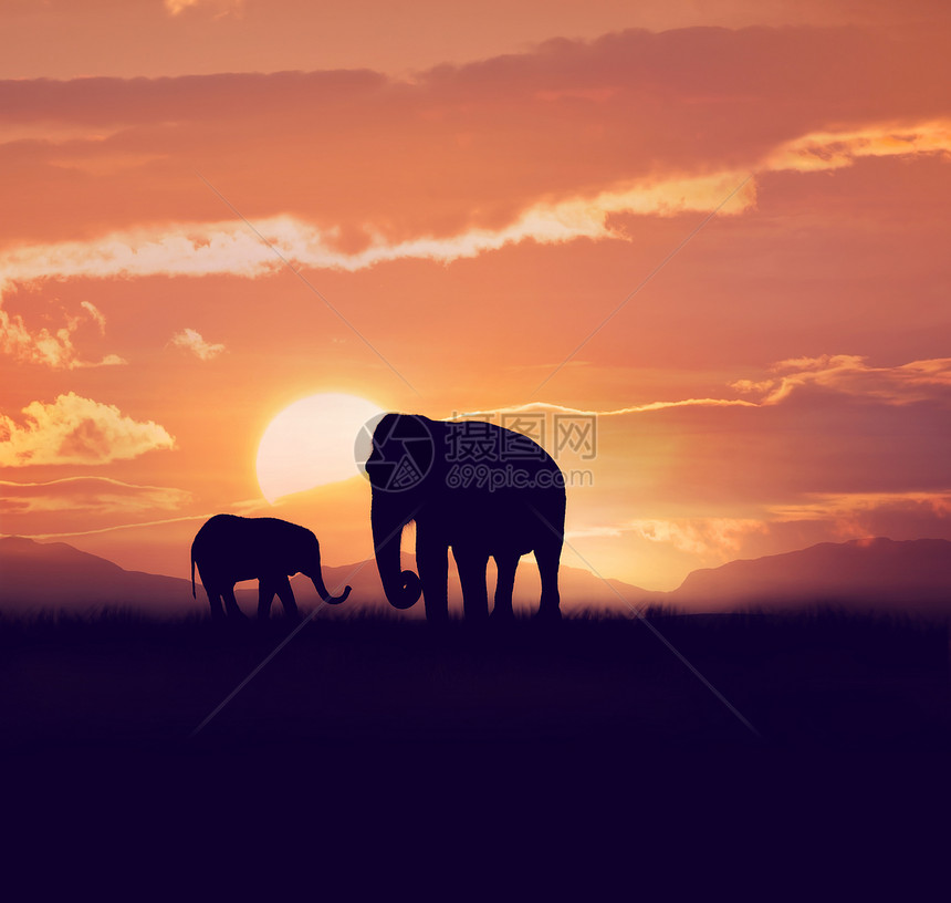 日落时的婴儿大象妈妈图片