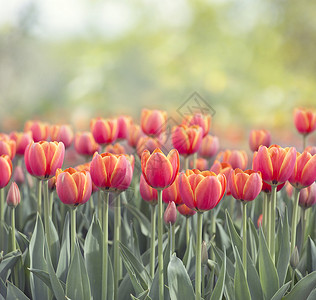郁金香花草甸,选择焦点春天的自然背景图片