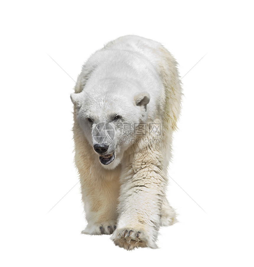白色背景上分离的大北极熊图片