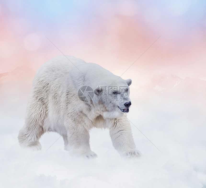 大北极熊雪地上行走图片