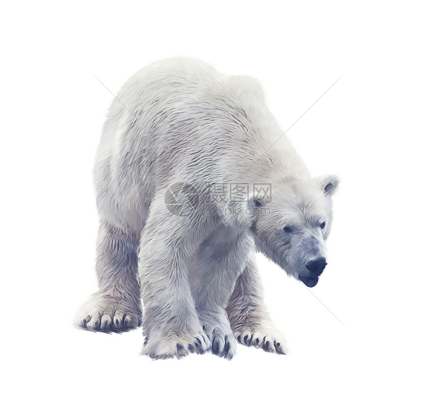 白色背景上分离的大北极熊的数字绘画图片