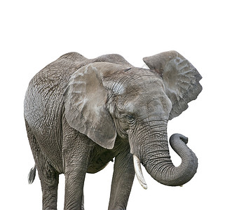 非洲大象孤立白色背景上背景图片
