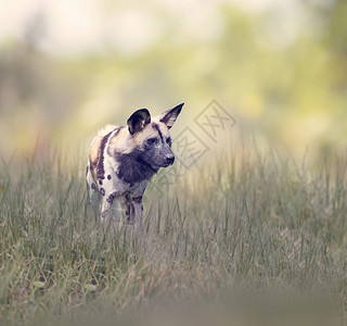 非洲野狗又称非洲狩猎或非洲彩绘狗高清图片