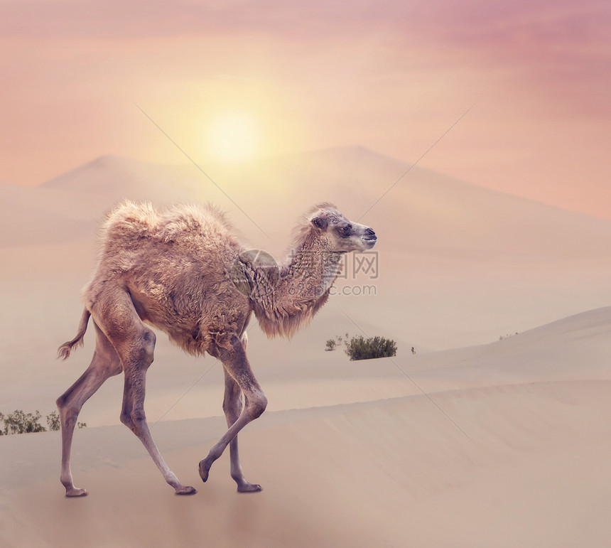 婴儿骆驼有两个驼峰,巴克特里亚骆驼日落时行走沙漠中图片
