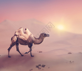 日落时分,巴克特里亚骆驼沙漠中行走图片