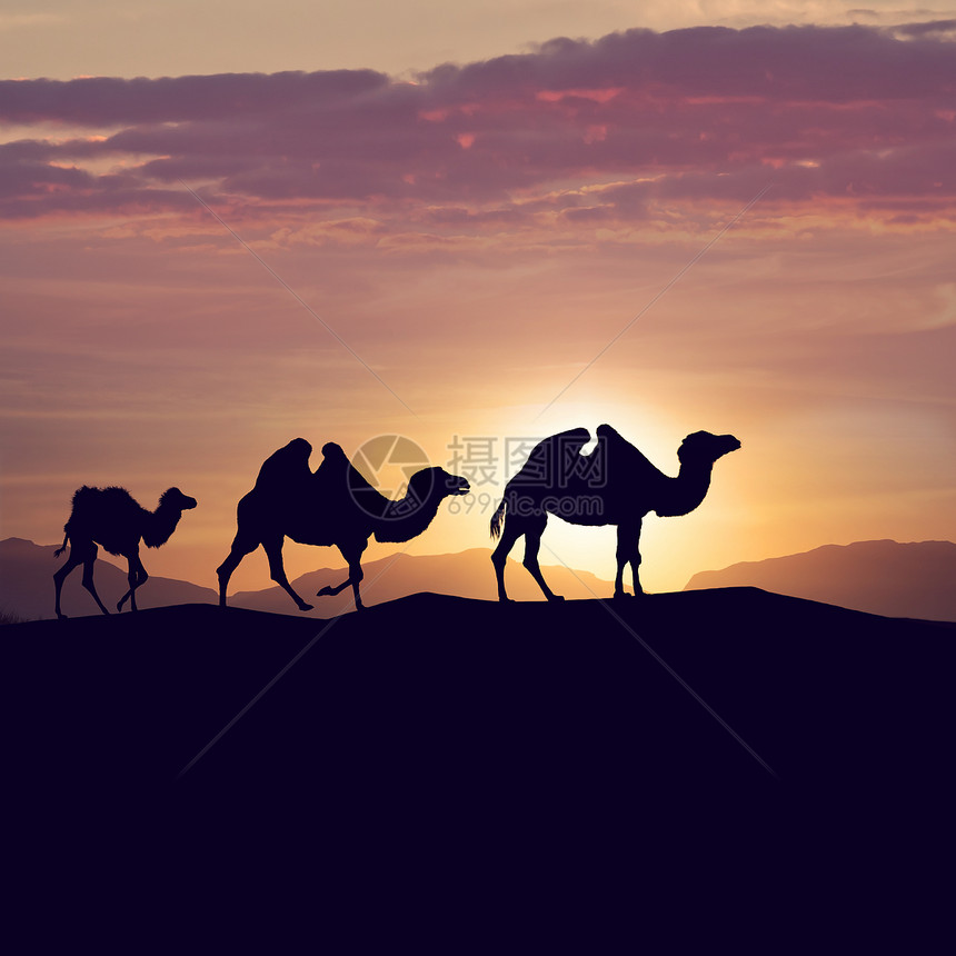 日落时沙丘上的骆驼轮廓图片