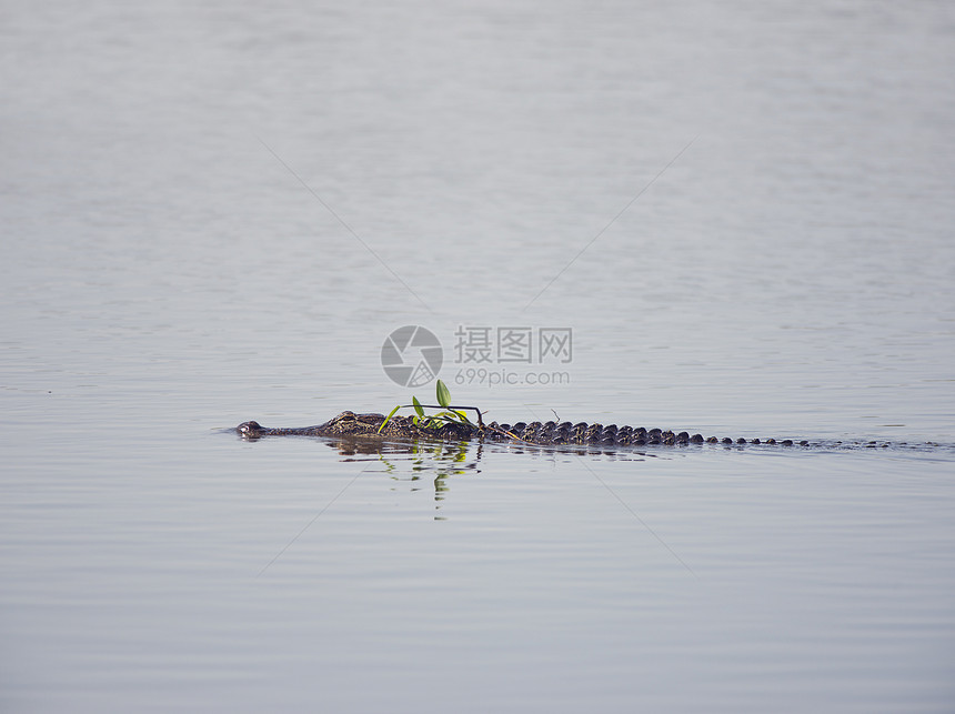 美国鳄鱼佛罗里达湖游泳图片