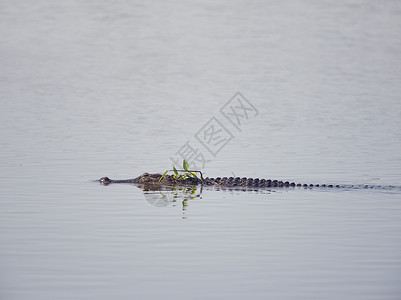 美国鳄鱼佛罗里达湖游泳图片