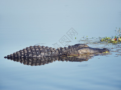 鳄鱼佛罗里达湖平静的水中休息图片