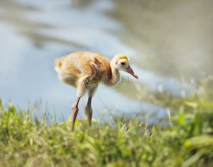 沙丘鹤小鸡佛罗里达湖附近的草地上图片