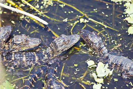 佛罗里达沼泽的小鳄鱼图片