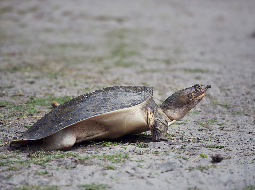 佛罗里达软壳海龟佛罗里达湿地挖洞产卵图片