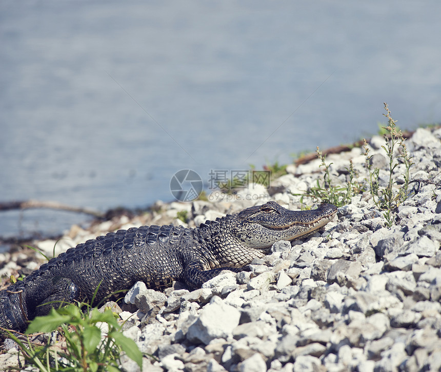 轻的鳄鱼佛罗里达湿地的湖边晒太阳图片