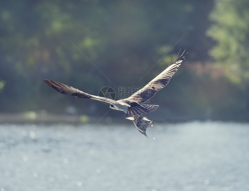 鱼鹰飞行中携带条鱼它的爪子佛罗里达湿地图片