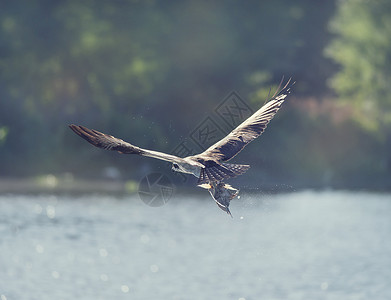 鹰鱼鱼鹰飞行中携带条鱼它的爪子佛罗里达湿地背景
