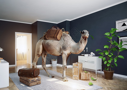 房间里的骆驼光合思想图片