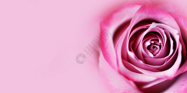 特写新鲜粉红色玫瑰花背景与的文本情人节粉红色玫瑰花背景图片