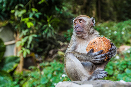 热带森林里吃椰子的猴子猴子吃椰子图片