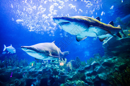 鲨鱼游泳圈两只大白鲨水下近距离观看两只鲨鱼水下的景色背景