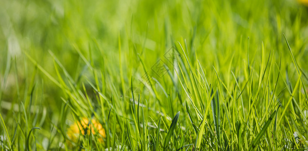 清新的春草黄花的完美绿色背景新鲜草的背景图片