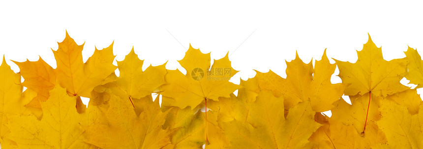 黄色秋叶框架隔离白色背景上的文本秋天的树叶框架图片