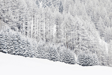 冬季景观与雪山森林覆盖的树木冬季景观与森林图片