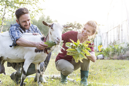 快乐的夫妇农场的草地上喂山羊高清图片