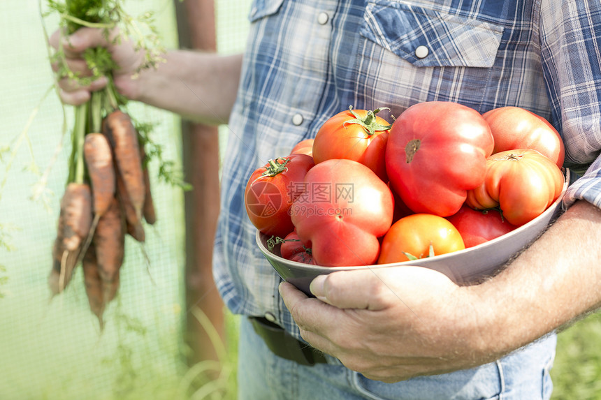 农场里着有机西红柿胡萝卜的农民的中段图片