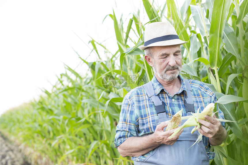 资深农民戴着帽子农场检查玉米棒图片