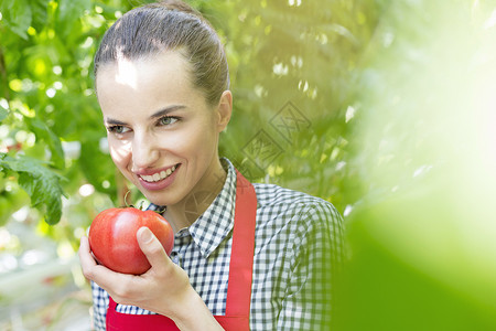 微笑的农民温室里着新鲜的有机番茄图片