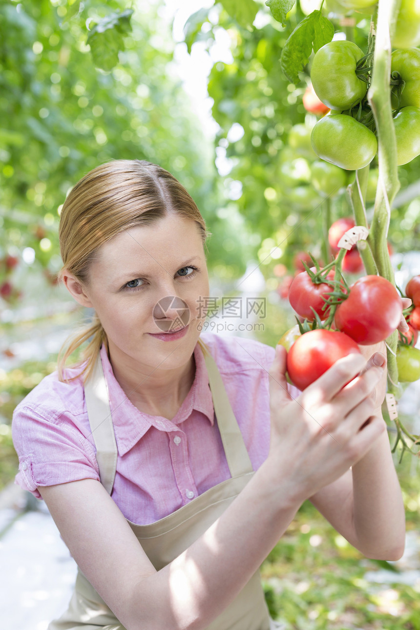 微笑的园丁温室里着有机西红柿的肖像图片