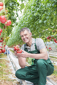 微笑的老人温室里着西红柿的肖像图片