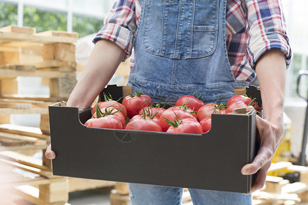 蔬菜仓库农民的中段,用西红柿装箱子里,靠叉车背景