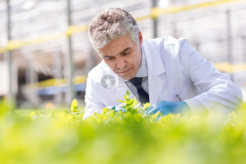 自信成熟的男植物学家植物苗圃检查草药图片