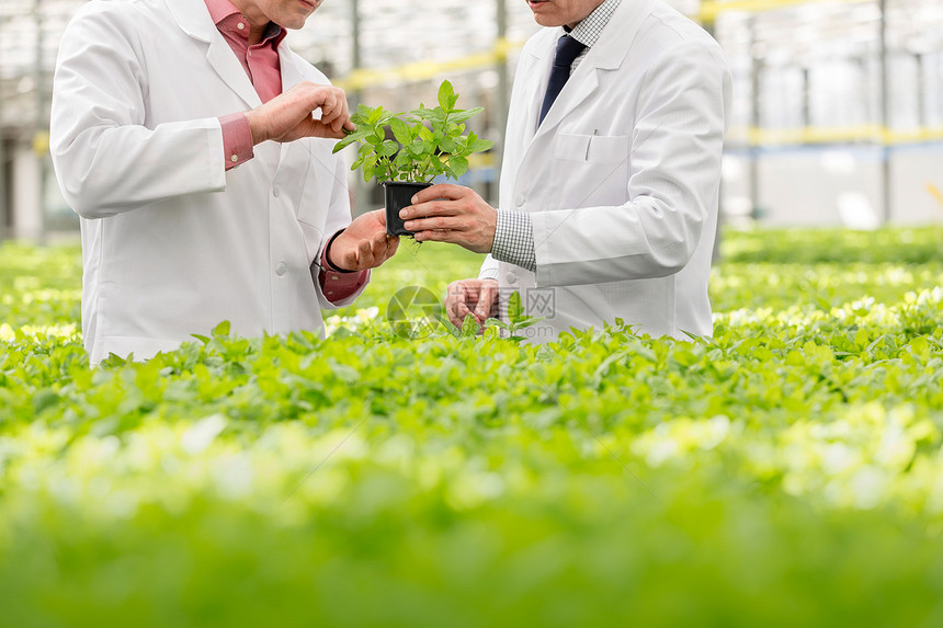 雄植物学家苗圃中讨论幼苗问题图片