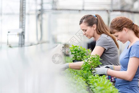 女植物学家植物苗圃中检查草本植物幼苗的侧视图图片