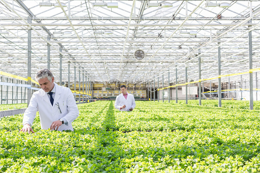 成熟的雄生物化学家植物苗圃检查幼苗图片