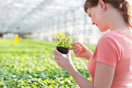 年轻的女植物学家植物苗圃检查草药图片